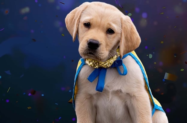 Farmingdale HS service dog to be honored at Canine Companions gala Sparkle Canine Companions