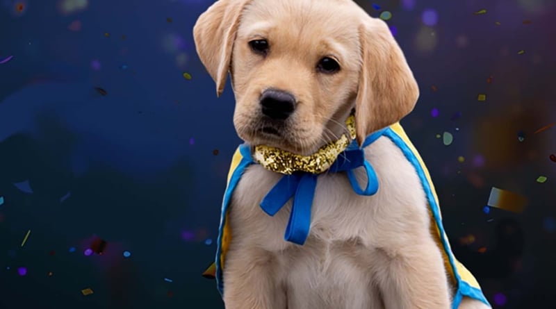 Sparkle Canine Companions