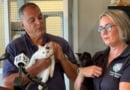 Tob Animal Shelter Cats