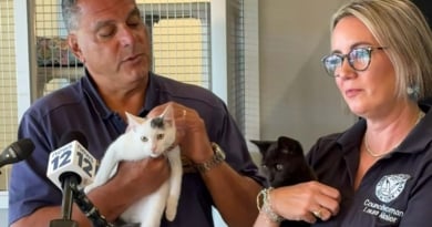 Tob Animal Shelter Cats