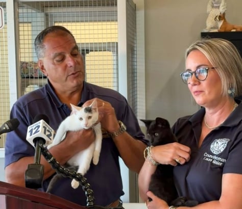 Free pet adoptions throughout September at Town of Oyster Bay animal shelter Tob Animal Shelter Cats