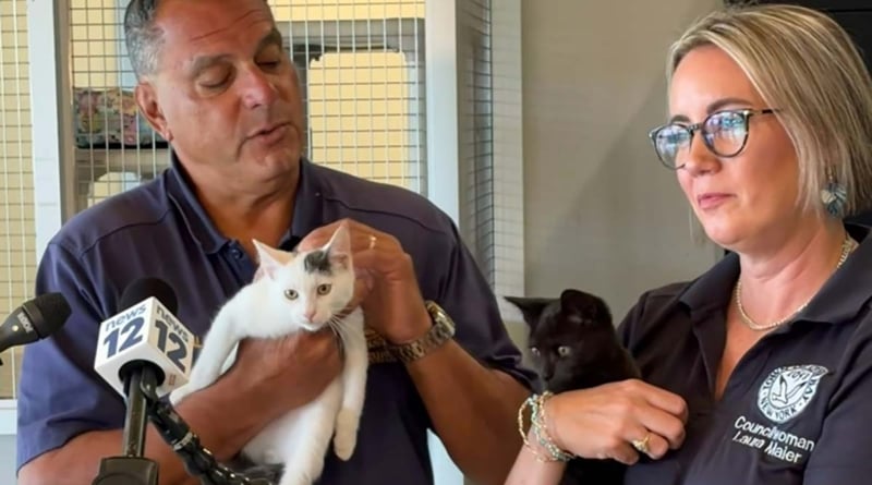 Tob Animal Shelter Cats