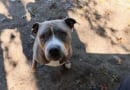 Elphie Barkfest