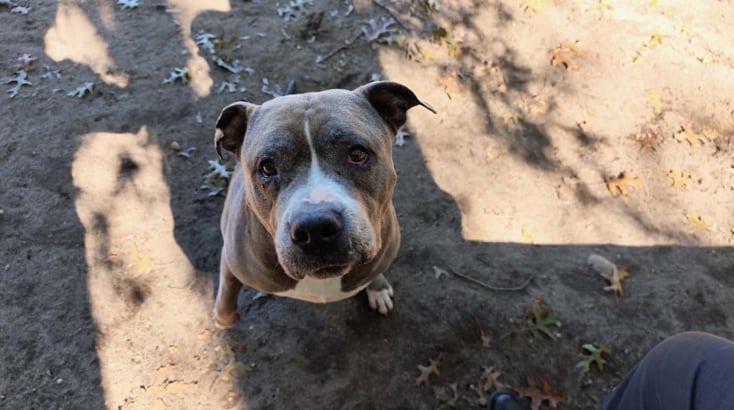 BarkFest comes to Brookhaven Animal Shelter on November 1 Elphie Barkfest